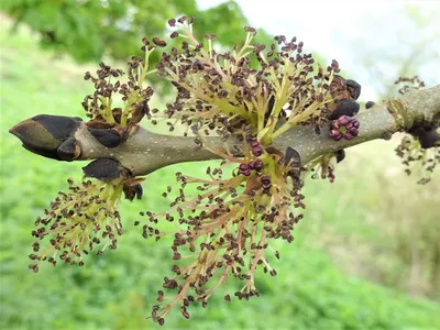 Ясень пенсильванский Чиммзам (Fraxinus pennsylvanica Cimmzam)