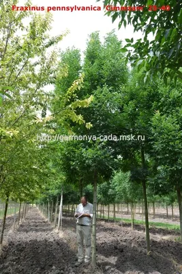 Ясень пенсильванский, fraxinus pennsylvanica