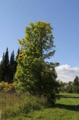 Ясень пенсильванский Чиммзам (Fraxinus pennsylvanica Cimmzam)