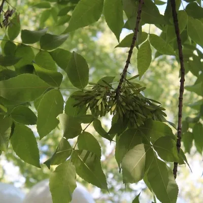 Ясень пенсильванский Чиммзам (Fraxinus pennsylvanica Cimmzam)