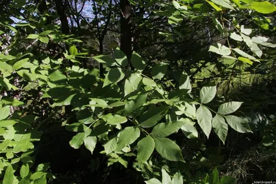 Ясень пенсильванский «Саммит» / Fraxinus pennsylvanica 'Summit' | MULTIFLORA