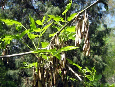 MW0472036, Fraxinus pennsylvanica (Ясень пенсильванский), specimen