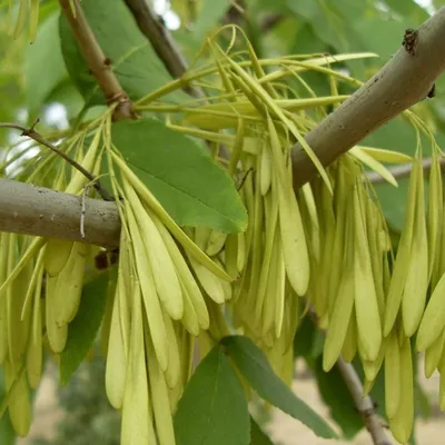 Fraxinus lanceolata Borkh. — Ясень ланцетный