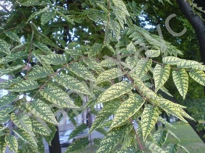 Ясень пенсильванский Саммит (Fraxinus pennsylvanica Summit)