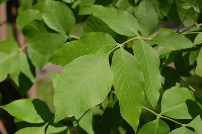 Ясень пенсильванский, fraxinus pennsylvanica