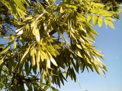 Fraxinus pennsylvanica - Ясень пенсильванский | Mustila