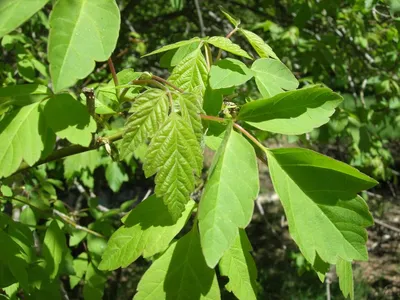 Ясень пенсильванский, пушистый, ланцетный – Fraxinus pennsylvanica Marsh.  (4) — Мегаэнциклопедия Кирилла и Мефодия — медиаобъект