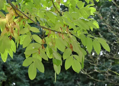 Ясень Fraxinus, ясень обыкновенный, ясень пенсильванский, ясень белый