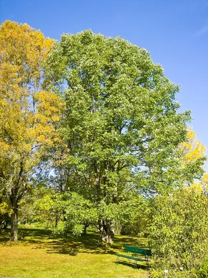 Купить саженцы Ясень обыкновенный Fráxinus excélsior Diversifolia с  доставкой по всей России — интернет-магазин «Сады Семирамиды» в Москве