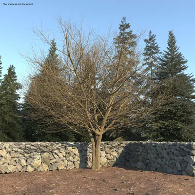 Белый ясень зима 3D Модель $29 - .3ds .blend .c4d .fbx .ma .obj .max -  Free3D