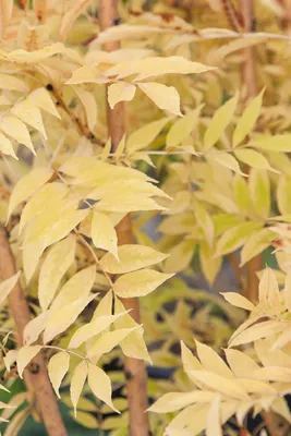 Ясень пенсильванский, fraxinus pennsylvanica
