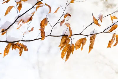 Ясень обыкновенный, Faxinus excelsior