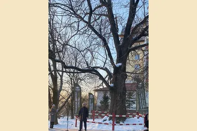 Уход за деревьями зимой