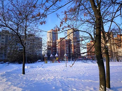 Ясень маньчжурский Fráxinus mandshurica Rupr.