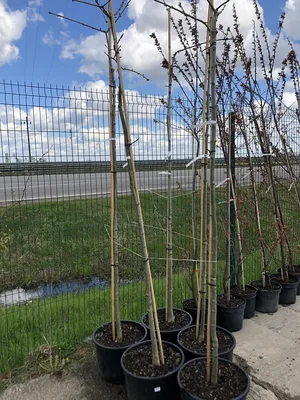 Ясень пенсильванский, fraxinus pennsylvanica