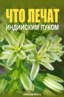 Индийский лук (птицемлечник хвостатый): уход и применение