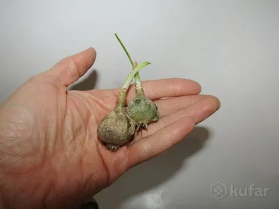 Индийский лук купить в Самаре | Товары для дома и дачи | Авито