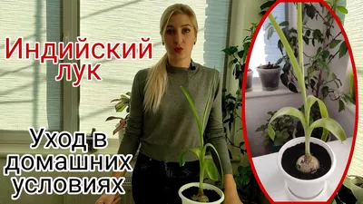 Индийский лук лекарственный купить в Уфе | Товары для дома и дачи | Авито