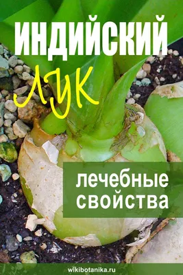 Индийский лук: зачем на даче ядовитое растение? | Сад-огород-цветы (СПб  ведомости) | Дзен