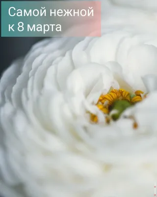 Раскраска праздники марта. раскраски на праздники раскраски на 8 марта.  Раскрашивать онлайн.