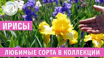 Ирис. Цветущие бордюры