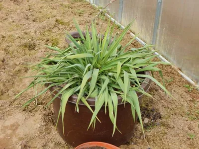 Юкка Садовая Нитчатая (Yucca Filamentosa L.), Саженец — Купить на BIGL.UA ᐉ  Удобная Доставка (1911045367)