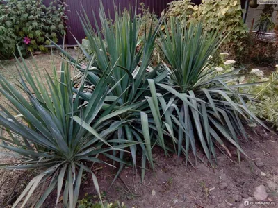 Юкка садовая (Yucca) — купите саженцы в контейнере в Краснодаре -  Прекраснодар — садовый центр в Краснодаре