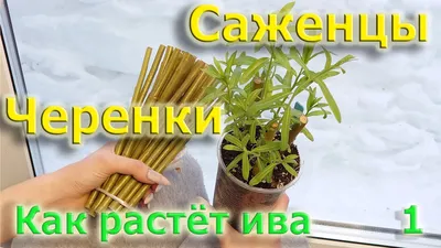 Ива американская Salix amerikana (витая) 180 см - купить в Васкелово,  отзывы. ТД «Вимос»