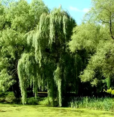 Ива ломкая ф. шаровидная (Salix fragilis Bullata) купить для посадки в  Москве