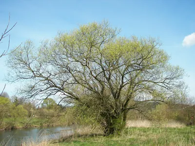 Ива белая Чермесина (Salix alba Chermesina)