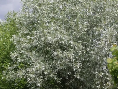 Ива белая – дерево и древесина – Salix alba
