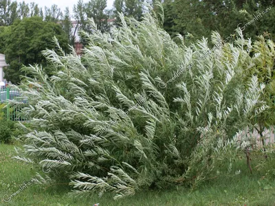 Ива белая плакучая Тристис Salix Tristis 14/16 купить в ЦМП