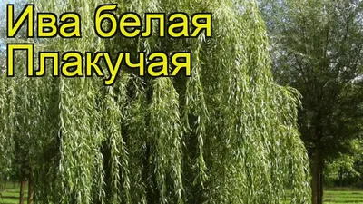 Белая плакучая ива TRISTIS 160 см в горшке - docom.com.ua