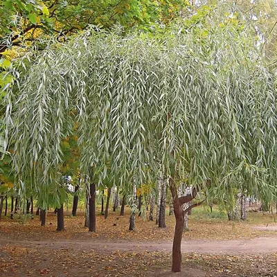 Ива белая (Salix alba) - Питомник и Садовый центр Русские Деревья