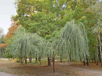 Ива белая Pendula - Ива - GardenPlants