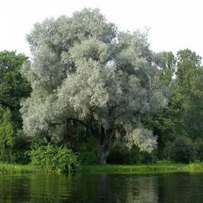 Ива белая \"Серебристая\" купить в питомнике растений, доставка по Самаре и  Самарской области, саженцы, крупномеры, посадка и уход