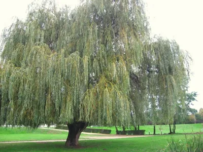 Ива белая форма серебристая (Salix alba) - Питомник и Садовый центр Русские  Деревья