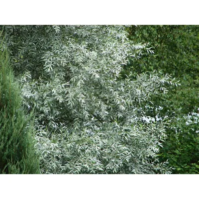 Ива белая серебристая \"Salix\"