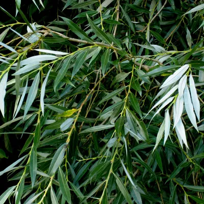 Ива белая серебристая / Salix alba argentea, заказать, купить в Перми -  Саженцы лиственных деревьев и кустарников - Питомник «Анютины Глазки»