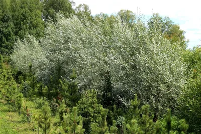 Ива белая или серебристая (Salix alba)саженцы 10-15 см, цена в Новосибирске  от компании Кирсанов Сергей Сергеевич