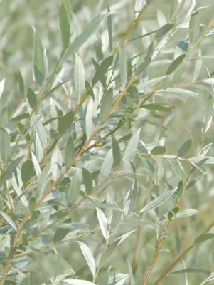 Ива белая форма серебристая (Salix alba) - Питомник и Садовый центр Русские  Деревья