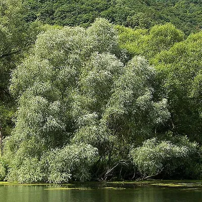 Ива белая форма серебристая (Salix alba f. argentea) | Декоративные  древесные растения для Сибири | Дзен
