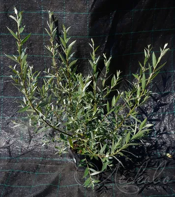 Ива белая серебристая (Salix alba) - цены, фото и описание | Купить саженцы  для посадки с доставкой почтой в питомнике ДивоСад-СПб