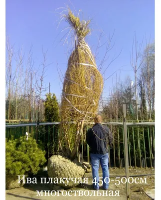 Ива белая ф серебристая (Salix alba) - Ива белая - Ива - Декоративные  кустарники - По виду - Каталог - LESKOVO-PITOMNIK.ru