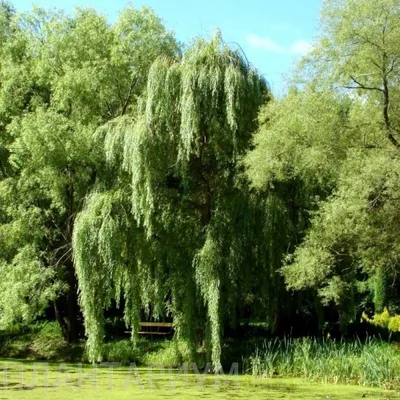 Ива белая (Salix alba) | Ракита. Питомник растений