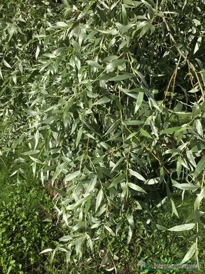 Ива белая форма серебристая (Salix alba f. argentea) | Декоративные  древесные растения для Сибири | Дзен