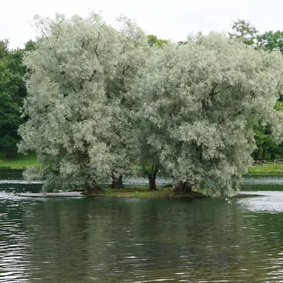 ива белая серебристая