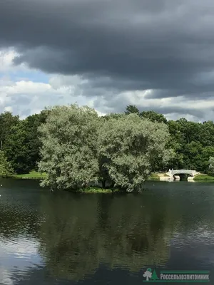 Ива белая плакучая | Купить саженцы по выгодной цене с доставкой в  питомнике Алексеевская Дубрава