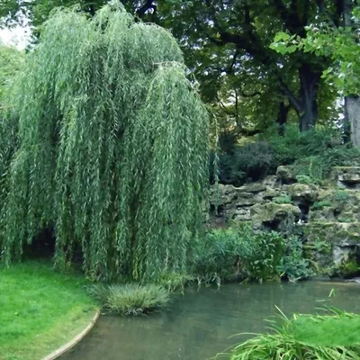 Ива белая (Salix alba) - Питомник и Садовый центр Русские Деревья