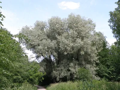 Ива плакучая Salix pendula